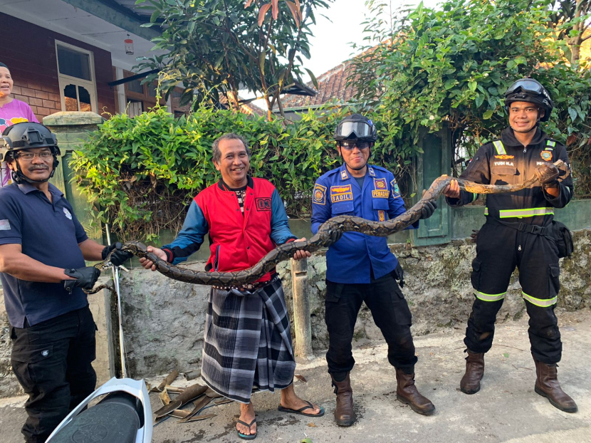 Petugas Damkar Evakuasi Ular Piton 5 Meter dari Rumah Warga