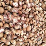 Harga Pinang Tembus Rp22 Ribu per Kilogram, Warga Lingga Ramai Beralih Jadi Petani