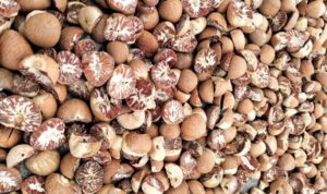 Harga Pinang Tembus Rp22 Ribu per Kilogram, Warga Lingga Ramai Beralih Jadi Petani