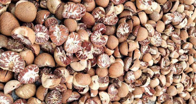 Harga Pinang Tembus Rp22 Ribu per Kilogram, Warga Lingga Ramai Beralih Jadi Petani