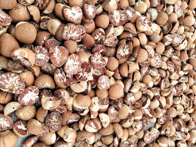 Harga Pinang Tembus Rp22 Ribu per Kilogram, Warga Lingga Ramai Beralih Jadi Petani