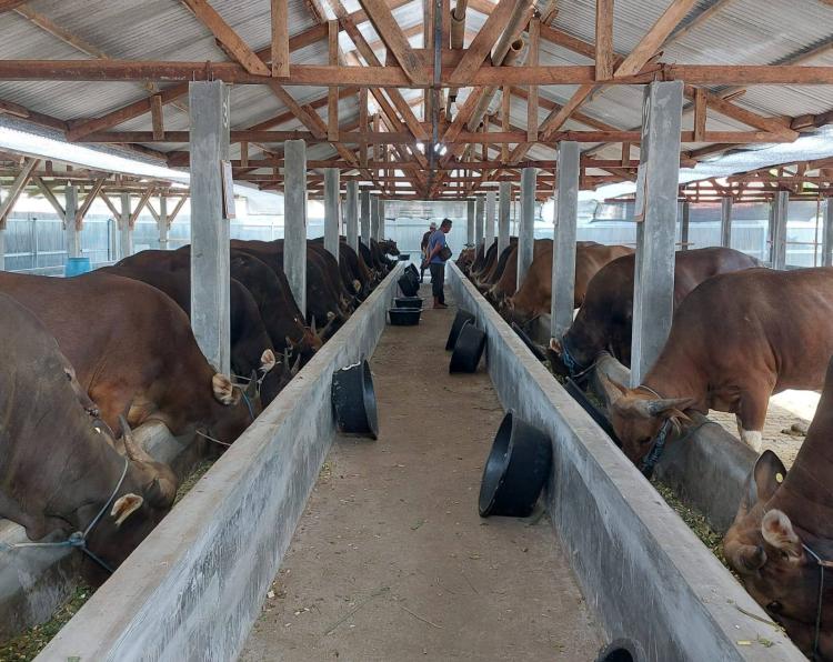Stok Sapi Kurban Idul Adha 1447 H di Kepri Dipastikan Aman, Presiden Kirim Sapi Hampir 1 Ton