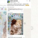 Menu MBG di Bandarsyah Viral Setelah Diduga Sajikan Pentol Basi dan Berlendir